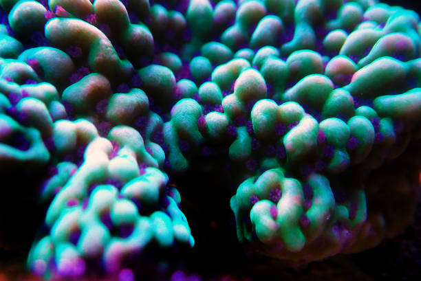 istock Ultra underwater macro on montipora SPS coral polyps 1151992657