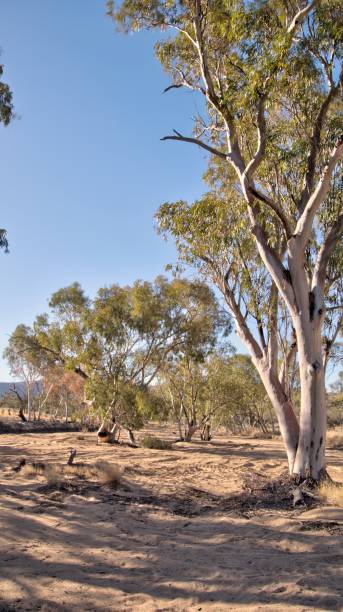 istock Dry creek bed near Simpsons Gap, Northern Territory 1151992886