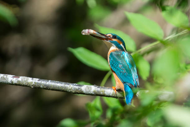 istock Kingfisher on the branch 1151992908