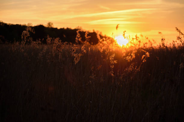 istock Dry grass at golden sunset light 1151993391