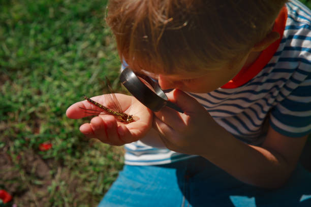 istock kids learning - child exploring dragonfly with magnifying glass 1151993697