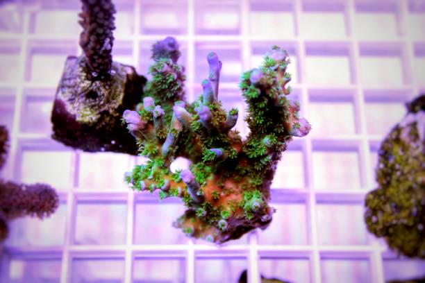 istock Ultra underwater shots on Acropora SPS coral 1151993739