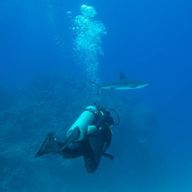 istock Scuba diver follows shark along the ocean 1151994888