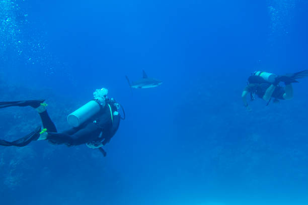 istock Scuba divers follow shark along the ocean 1151994910