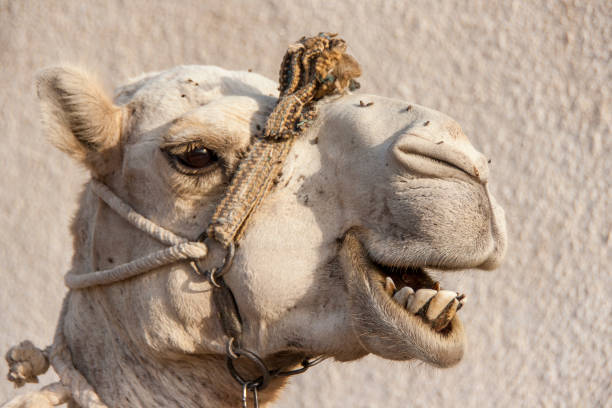 Portrait of a dromedary camel with head collar. stock photo
