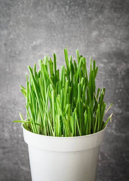 istock Pet grass, Cat grass. Cat grass  in a white flower pot.. 1151996213