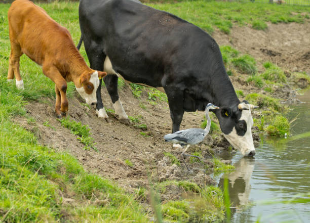 Dutch cow and heron stock photo