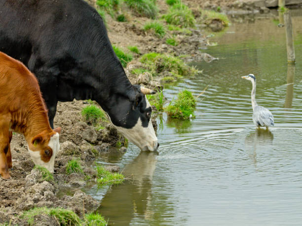 Dutch cow drinking water, with heron stock photo