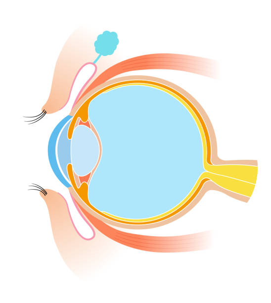 illustrations, cliparts, dessins animés et icônes de anatomie de la section transversale des yeux - choroid