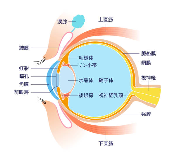 анатомия сечения eye cross (с японским названием) - conjunctiva stock illustrations