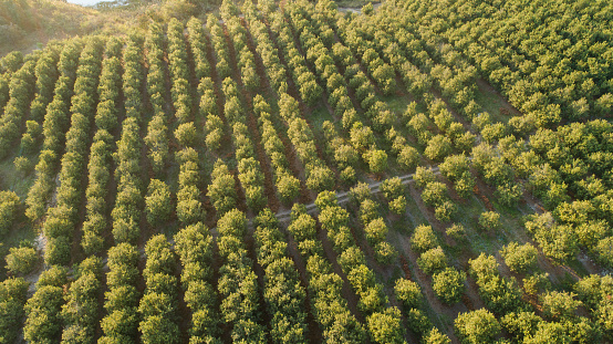Aerial photo over a macadamia plantation in the mpumalanga province of south africa