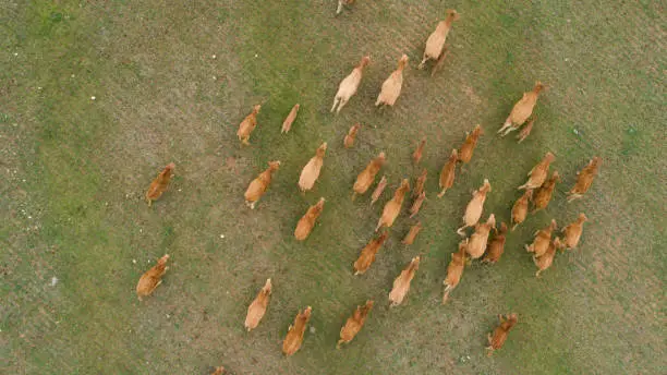 Aerial image of a herd of cows in a meadow in south africa.