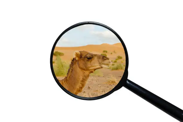 Photo of camel head, Sahara desert