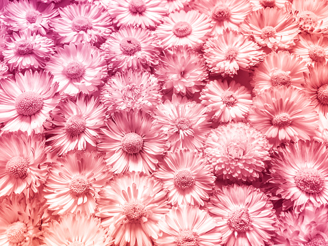 Garden Flowers. Pink white Daisies. Vintage Floral Background. Toned image in retro style