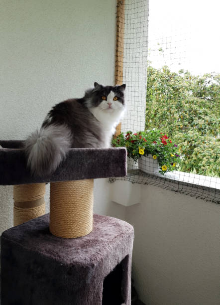 istock British Longhair Cat on Sectered Balcony 1151998195