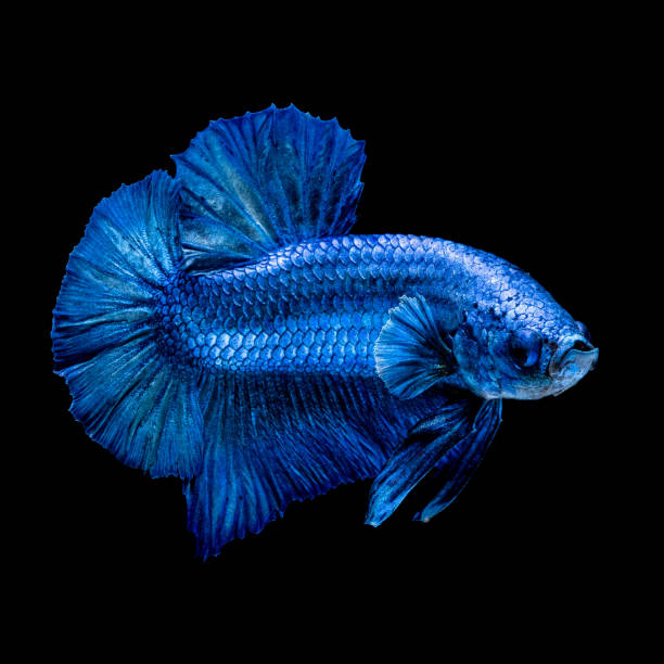 istock Betta fish Fight in the aquarium 1151998866