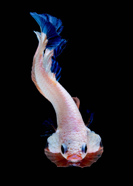 istock Betta fish Fight in the aquarium 1151998869