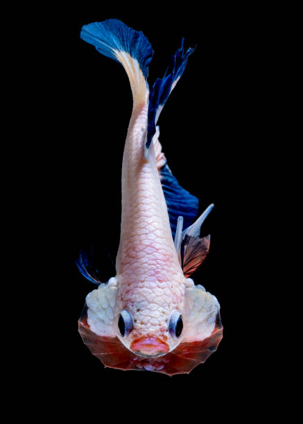 istock Betta fish Fight in the aquarium 1151998890