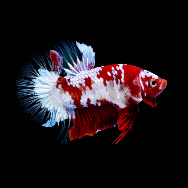 istock Betta fish  red hellboy in the aquarium 1151998898