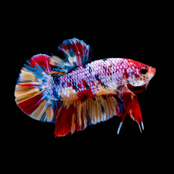 istock Betta fish Fight in the aquarium 1151998939