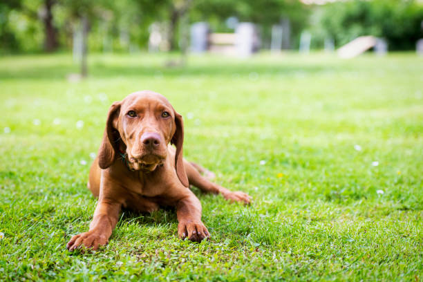 istock Obedience training. Vizsla puppy learning the Lie down Command. Cute Hungarian Vizsla puppy laying down on lawn. 1151999027