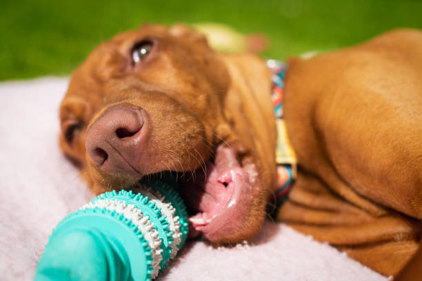 Cute vizsla puppy playing with teeth cleaning chew toy for dogs. Plaque removal, healthy dog teeth concept. Dental hygiene. stock photo