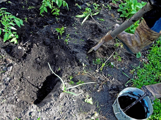 istock digging holes for planting tomato seedlings in the open ground 1152000048