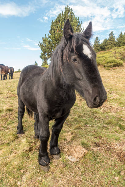 istock Horses pasturing freely in the mountains 1152000195