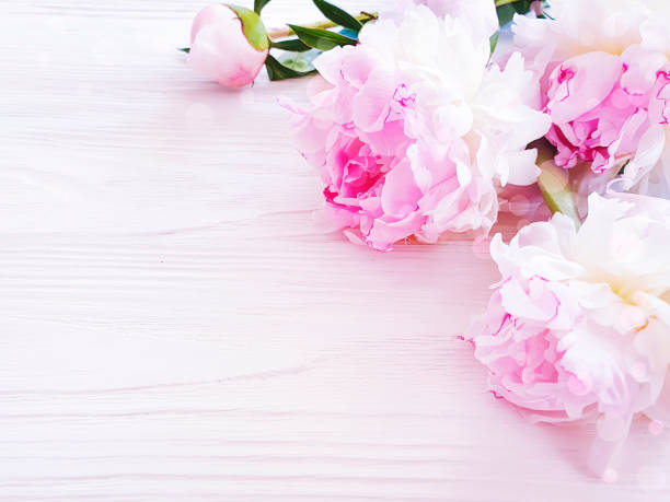 istock beautiful fresh flower peony on white wooden background, frame 1152000202