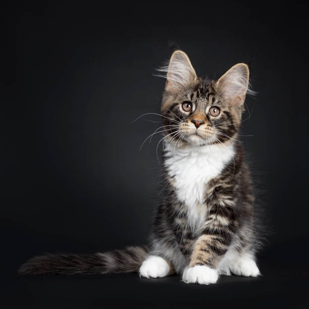 istock Handsome black tabby with white Maine Coon kitten on black 1152000277