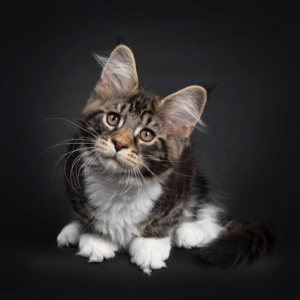 istock Handsome black tabby with white Maine Coon kitten on black 1152000311