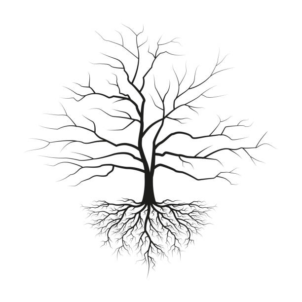 illustrations, cliparts, dessins animés et icônes de arbre avec des racines et sans feuilles. silhouette noire de l’arbre. illustration vectorielle. - arbre sans feuillage