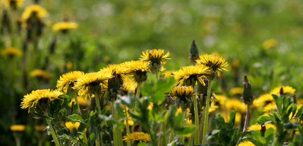 istock Dandelions in a field Springtime in a country Selective focus 1152001682