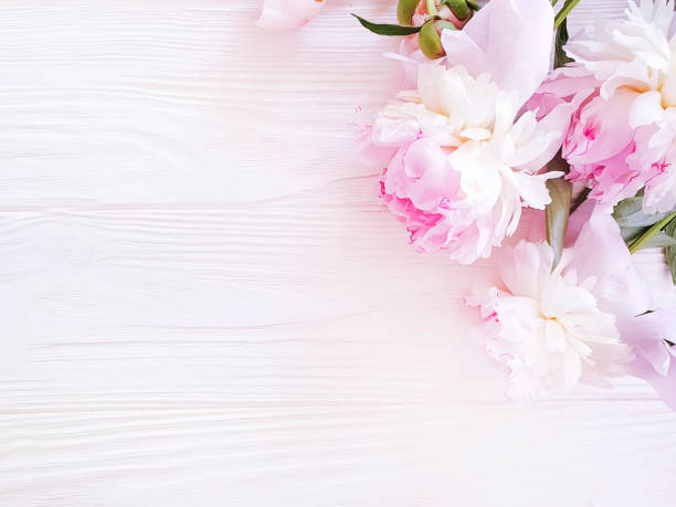 istock beautiful fresh flower peony on white wooden background, frame 1152001867