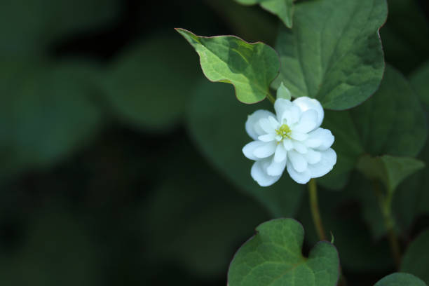 istock Houttuynia cordata F. Plena 1152002173