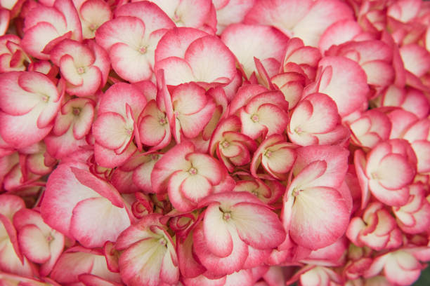 istock Beautiful pink flower in garden . 1152002605