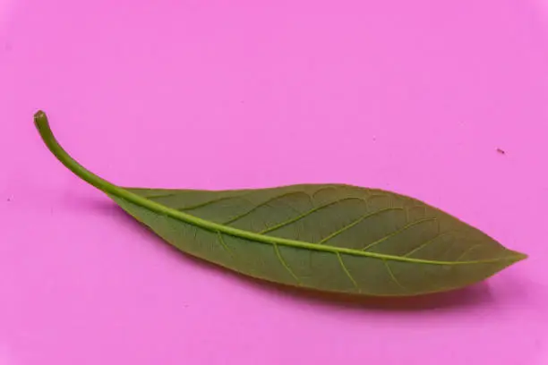 Little green Leaf on pink pastel background