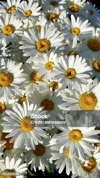 Image Of Yellow And Whites Daisies In Flower As Wallpaper Background  Herbaceous White Daisy Flowers Growing