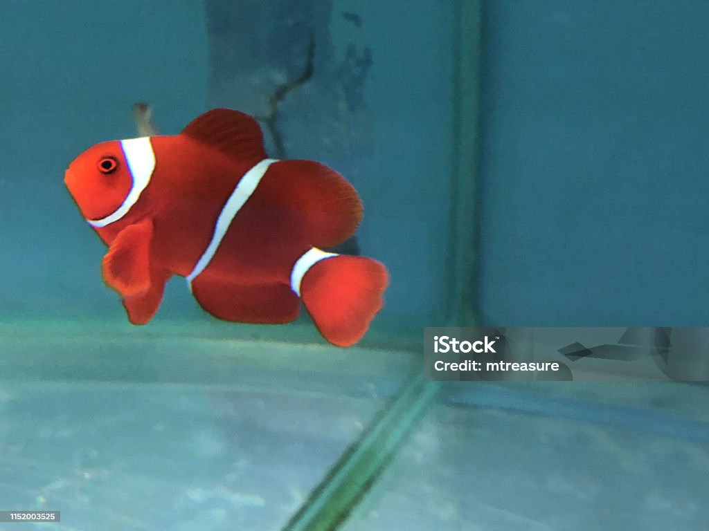 Hình Ảnh Cá Hề Trắng Và Cam Trong Bể Cá Biển Bể Cá Nước Mặn Nhiệt ...