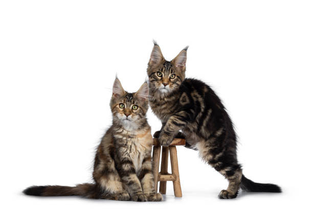 istock Black tabby / tortie Maine Coon kittens on white 1152003587