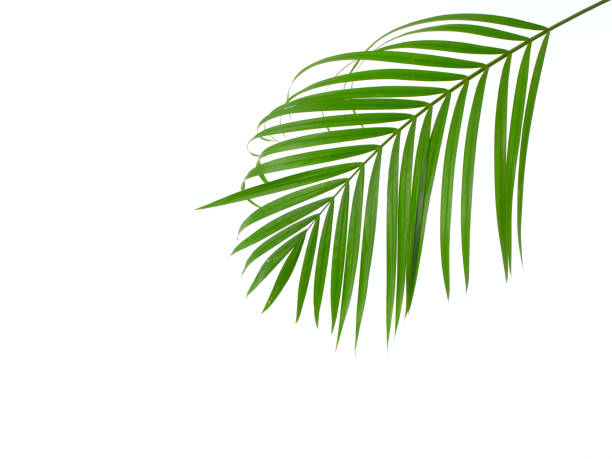 istock Green leaves of palm tree isolated on white background 1152003612