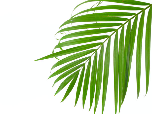 istock Green leaves of palm tree isolated on white background 1152003614