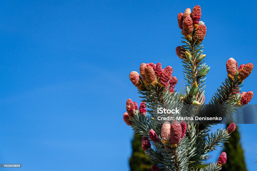 Beautiful young pink cones on blue spruce Picea pungens Hoopsii.  Silver blue spruce looks very impressive against blue sky Beautiful young pink cones on blue spruce Picea pungens Hoopsii.  Silver blue spruce looks very impressive against blue sky. Selective focus. There is a place for your text. Beauty Stock Photo