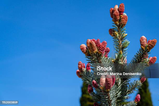 Beautiful Young Pink Cones On Blue Spruce Picea Pungens Hoopsii Silver Blue Spruce Looks Very Impressive Against Blue Sky Stock Photo - Download Image Now