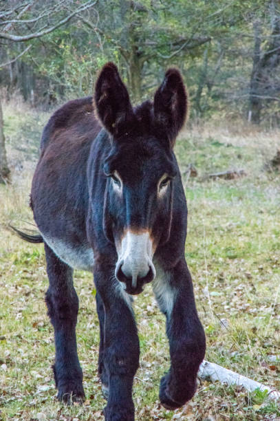 istock Big Catalan donkey portrait 1152005953