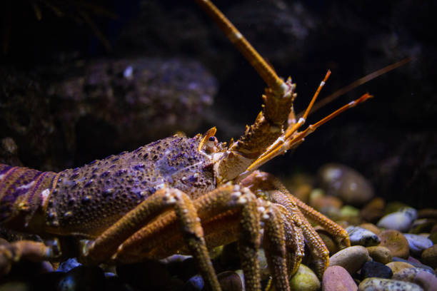 Sea life, a blue lobster under the rocks in a clear glass water tank with coral or water plant in the background
