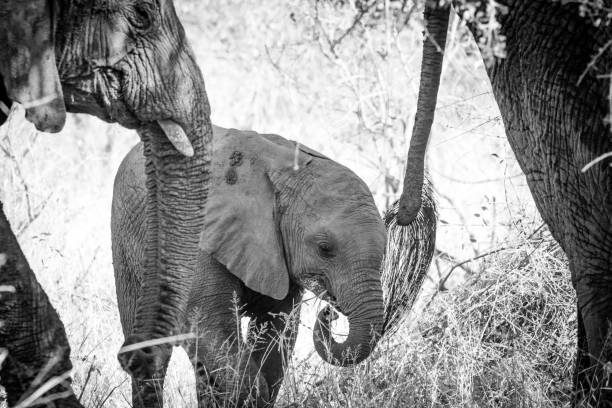 istock Close up image of an african elephant 1152006695