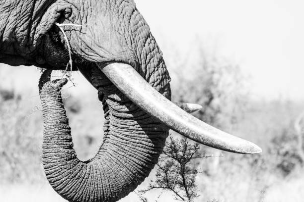 istock Close up image of an african elephant 1152007780