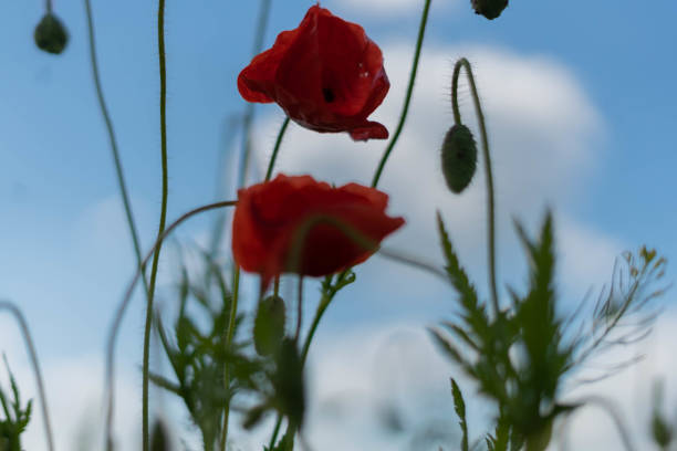 цветы мака на поле на фоне голубого неба и зеленой травы. селективный фокус. - poppy pink close up cut flowers стоковые фото и изображения