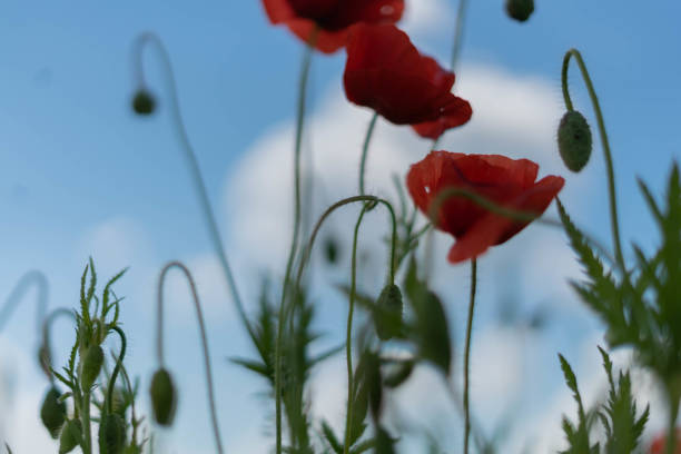 цветы мака на поле на фоне голубого неба и зеленой травы. селективный фокус. - poppy pink close up cut flowers стоковые фото и изображения
